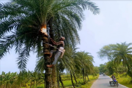 আসছে শীত! খেজুর গাছ পরিচর্যায় ব্যস্ত চুয়াডাঙ্গার গাছিরা 